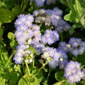 Ageratum houstonianum 'Bavaria'